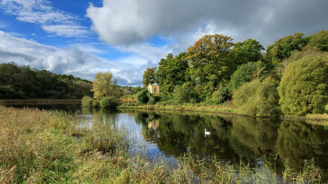 Reedbeds on Upper Lough Erne at Crom, County Fermanagh